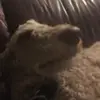 Joaquin Benavides - @joaquin.benavides94 - TikTok
