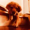 joaquin_ibarra - @joaquin_ibarra - TikTok