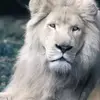 el sapo - @joaquinnarvaez822 - TikTok