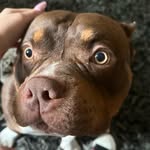 Job Hernandez - @itsjobdog - Instagram