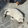 jocelyn - @jocelyn.barton - TikTok