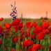 Jocelyne Bray - Facebook
