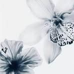 Jocelyn Collier - Facebook