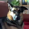 jocelyndewitt - @jocelyndewitt - TikTok