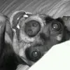 Jocelyn Gorman - @jocelyn.gorman - TikTok