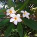 Jocelyn Hodgson - Facebook