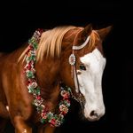 Jocelyn Lily Larson - @larson_riding - Instagram