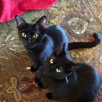 Jocelyn and Lilly - @cheezmoto - Instagram