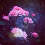 Jocelyn Malone - @jocelynejma3c - Instagram