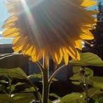 Jocelyn Morse - Facebook
