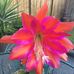 Jocelyn Roach - Facebook