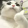 Aisha Whitehead - @jocelynn_rowe067506 - TikTok