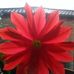 Jocelyn Rowe - Facebook