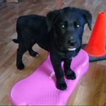 Jocelyn Rowe - @tender_paws_ch - Instagram