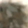 Jocelyn Roy - @jocelyn.roy7 - TikTok
