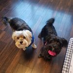 Jocelyn Lagoy Soriano-Sharp - @wokie.mochi - Instagram