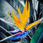 Jocelyn Singh - @jocelynsingh9 - Instagram