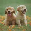 jocelynsteele13 - @jocelynsteele13 - TikTok