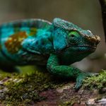 Peter Mangolds and Jocelyn Stokes - @saltychameleon - Instagram