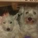 Jocelyn Vance - Facebook