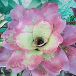 Lynjocel Kentoko - @jocelynwayaway - Instagram