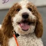 Jodi Ashley - @godoodlemom - Instagram