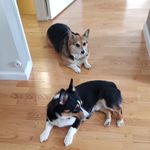 Jodi Baer Hussung - @lucyandthebanditlife - Instagram
