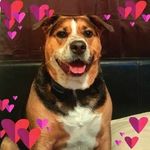 Jodie Anne Bernhardt - @mattmiller181 - Instagram