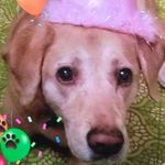 Jodi Derifield-Betts - @derifieldbetts - Instagram