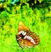 Jodi Buck - Facebook