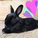 Jodi Blyth - @jodibunnyfreak - Instagram