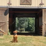 Jodi Cole - @horses4jodi - Instagram