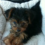 @jodicote - Instagram
