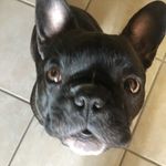 Jodi Davison - @jodidavison1557 - Instagram