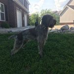 Jodi Dotson - @sirwalter_thegriff - Instagram