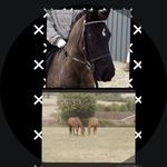 Jodi And Drew - @all_things_equine_bf_ - Instagram