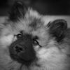 erbekees - @jodierbe - TikTok