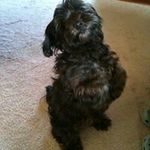 Jodi Farmer - @munchkin.78 - Instagram