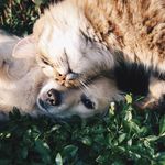 Jodi Flaherty - @canaananimals - Instagram