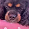 Il Gatto Jodie - @gattojodie - TikTok