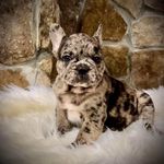 Jodi Gibbons - @jodig201 - Instagram