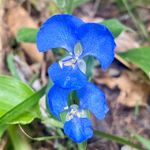 Jodi Goss - @gosssj - Instagram