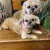 Jodi Harms - Facebook
