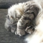 Jody Herbert - @jodyherbert74 - Instagram