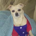 Jodi Kaiser - @love_my_furbaby - Instagram