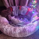 Jodi Kemp Fyffe - @_bruno_boo - Instagram
