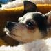 Jodie Munn Focus - Facebook