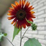 Jodi Pace - @jo79325 - Instagram