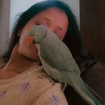 Dolu Baby Golu - @parrot_jodi_trio - Instagram