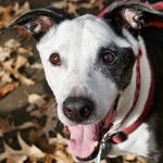 Jodi Koehn-Pike - @jodi_doglover - Instagram